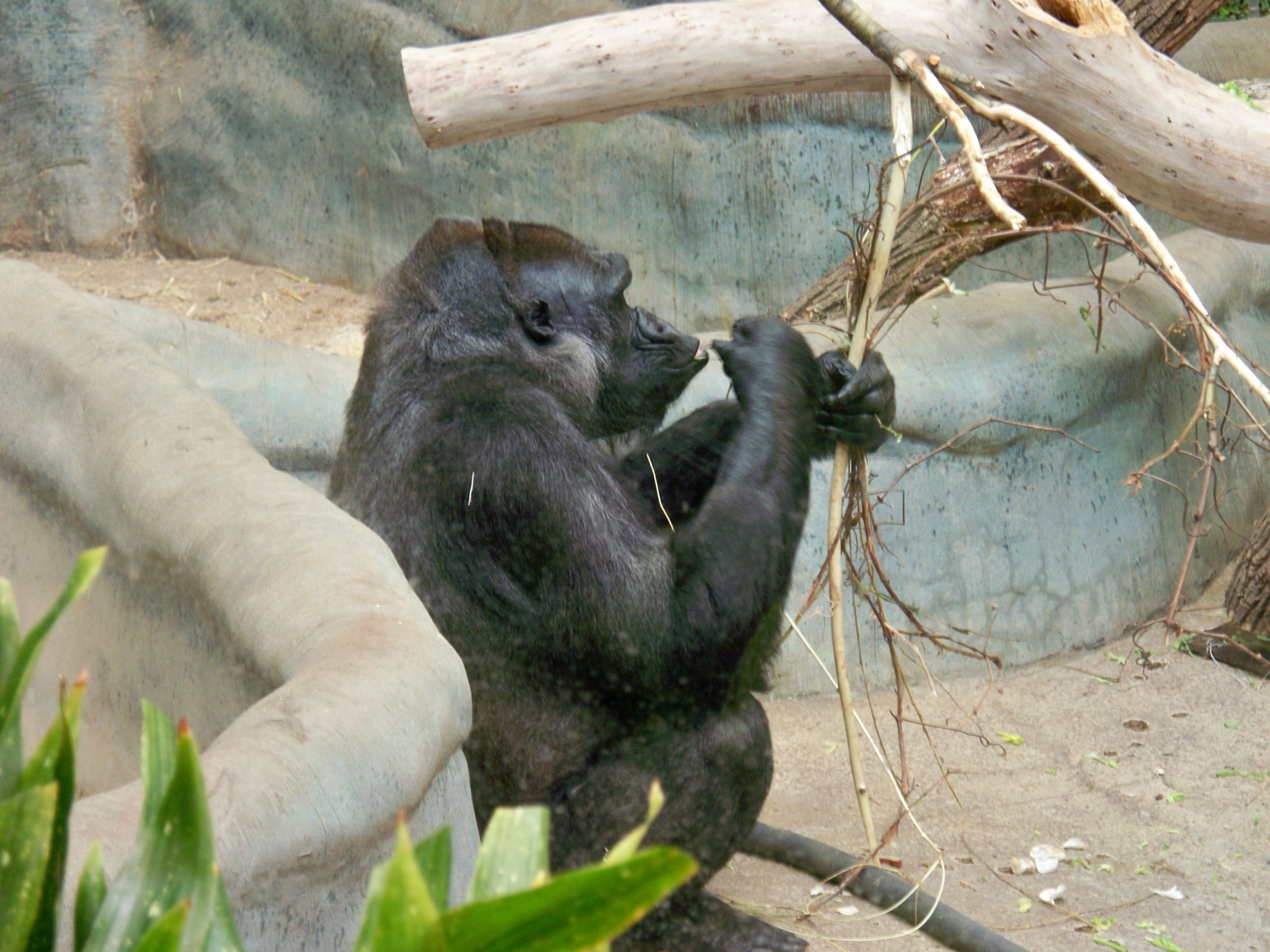 Western lowland gorilla foraging at the Milwaukee County Zoo Stearns Family Apes of Africa habitat