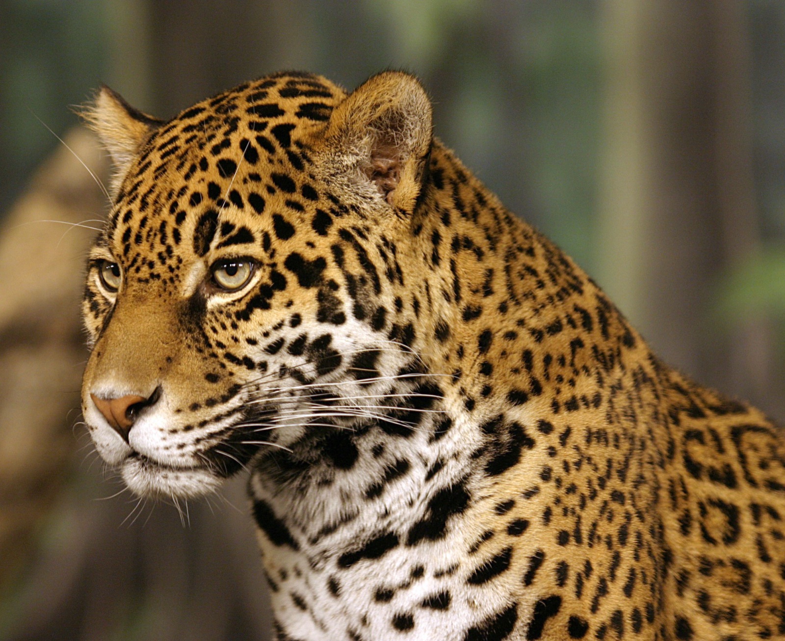 Close-up portrait of a jaguar at the Milwaukee County Zoo big cat habitat